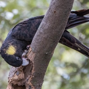 Peek-a-boo, where are you? Yellow-tailed black cockatoos raid trees in search for juicy grubs